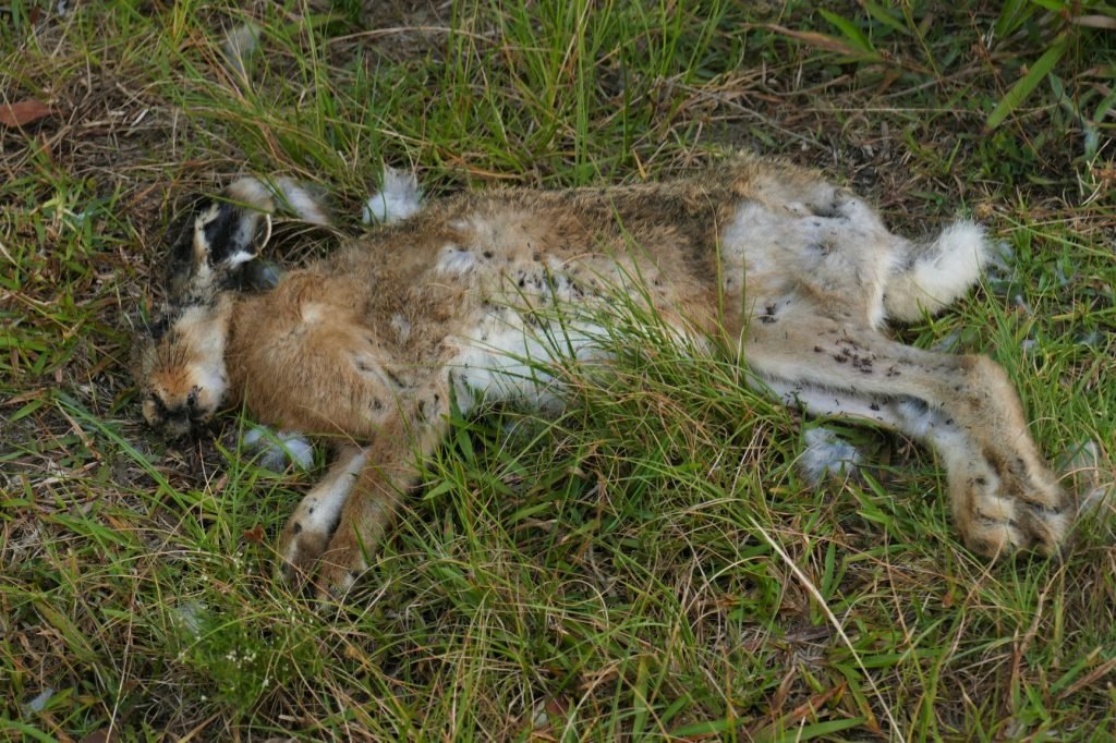 The hare