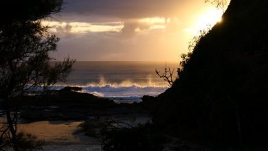 Photo of Tree of the Week
