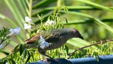 Photo of 12 Jan, two poems