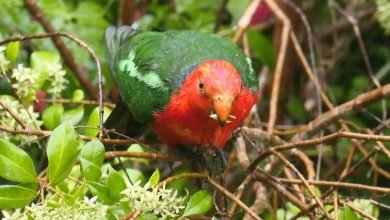 Photo of 2 Jan 2021, 7 or 8 ways of looking at a Parrot
