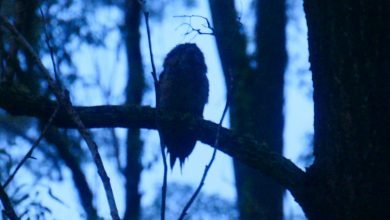 Photo of Night moves, 4 March