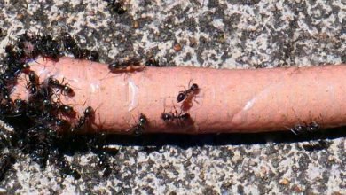 Photo of 5 November VIRUS 2020