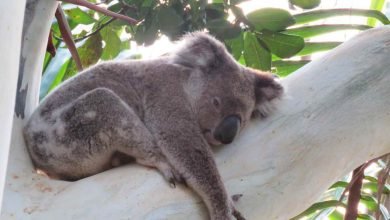 Photo of New Nambucca Koala Conservation video