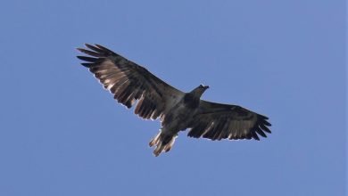 Photo of Raptors