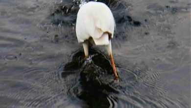 Photo of World Wetlands Day Feb 2