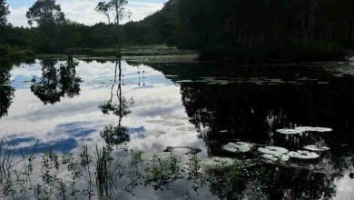 Photo of Yurruun.ga wetlands ~ album has closed, with wonderful feedback
