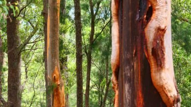 Photo of Forest Ecology Alliance, Newry State Forest