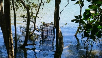 Photo of A history of the Wheel