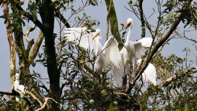 Photo of Eastern Great Egret chicks being fed