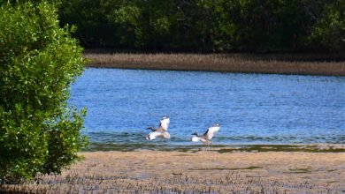 Photo of Beach Stone-curlews, or Beach Thick-knees