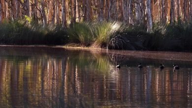 Photo of Yurruunn.Ga waterbird survey