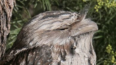 Photo of Local wildlife photographs, July