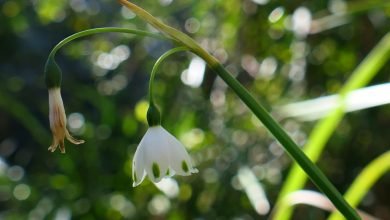 Photo of Spring, in the mix