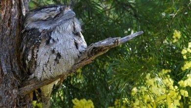 Photo of Recent bird photos