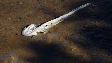 Photo of The Eagle