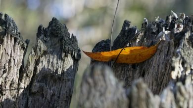 Photo of Lockdown, Sunday, Aug 29th