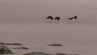 Photo of Oystercatcher Courtship and fecundity, Sept 28