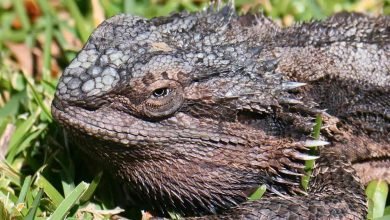 Photo of National Threatened Species Day, 2021