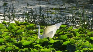 Photo of Birding Sunday Morning, 104 species, Oct 17