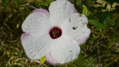 Photo of Two love poems, Nov 1 & 2