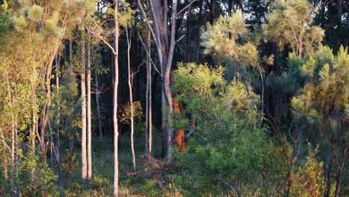 Photo of Swim, Dec 18