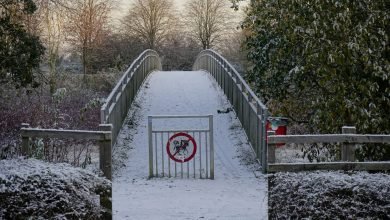 Photo of Finding Snow, Nov 29