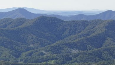 Photo of Dorrigo birding 1, 16 Jan