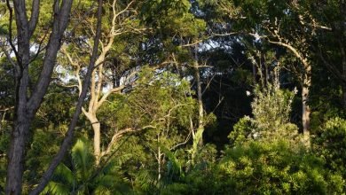 Photo of Local nature conservation news, Nov 11