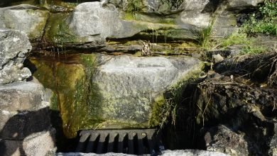 Photo of Lichens and the slow violence engulfing all of us, Bondi Nov 5