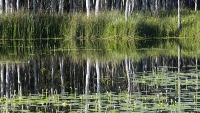Photo of Yurrun.Ga wetland survey results