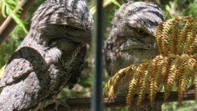 Photo of Tawny Frogmouths