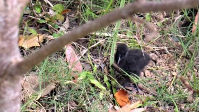 Photo of Exciting garden news, 6 Dec
