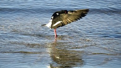 Photo of The lives of Oystercatchers, 28 May, Nyambaga