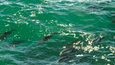 Photo of Whales, dolphins galore, Hat Head NP, 6 July