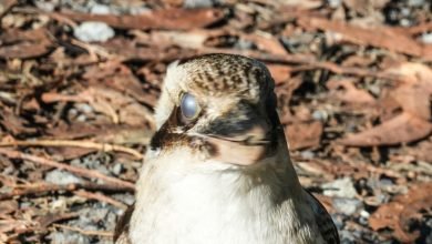 Photo of A Kookaburra watches me eventually, 29 May