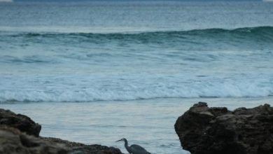 Photo of Our colour blue, Eos, 12 June