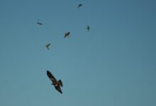 Photo of A witness to colours, 10-11 June