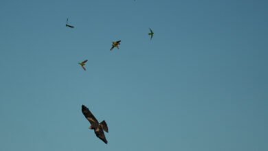 Photo of A witness to colours, 10-11 June