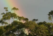 Photo of A natural aesthetic, 21 July