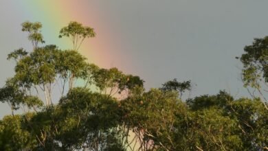 Photo of A natural aesthetic, 21 July