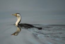 Photo of Pied Cormorant, Nyambaga 26 Aug