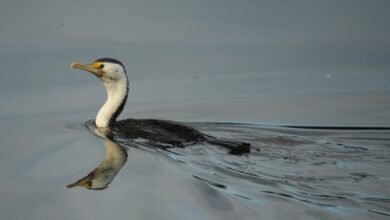 Photo of Pied Cormorant, Nyambaga 26 Aug