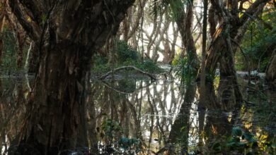Photo of New video, Bulawunga Swamp