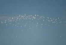 Photo of Terns changing the light