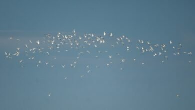 Photo of Terns changing the light