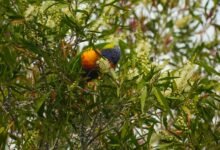 Photo of Rainbow Lorikeet, change of Diet