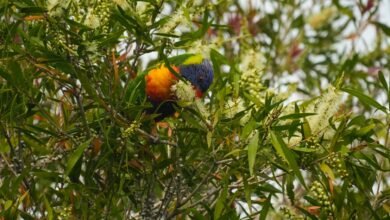Photo of A Rainbow Lorikeet eating leaves, 1 Oct
