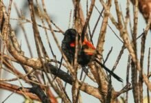 Photo of Aussie Bird Count, 20–26 October