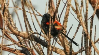 Photo of Aussie Bird Count, 20–26 October