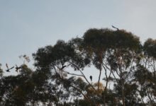 Photo of In rhe middle of the Aussie Bird Count